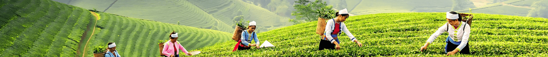 Sypaný čaj 100 krát jinak • sypané čaje nabízí nekonečné možnosti chutí a vůní Sypaný čaj 100 krát jinak • sypané čaje nabízí nekonečné možnosti chutí a vůní